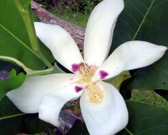 Magnolia wielkolistna ASHEI M.macrophylla C3/50-80cm *T43