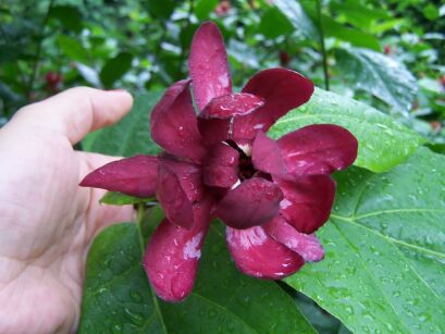 Kielichowiec HARTLAGE WINE Calycanthus raulstonii C2/30-50cm *T35