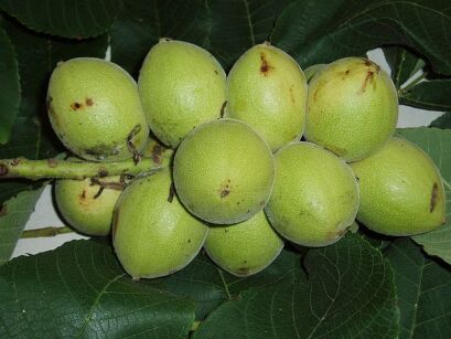 Orzech ajlantolistny Juglans ailantifolia J.sieboldiana C2/20-30cm *T1