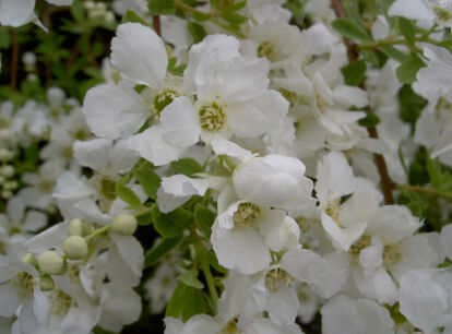 Obiela korolkowa Exochorda korolkowii C4/1m