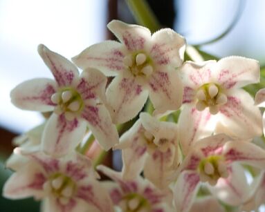 Dregea sinensis in. Wattakaka sinensis C3/60-90cm *K15w14