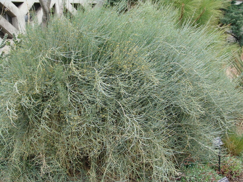 Ephedra equisetina Przęśl skrzypowata C2/30-40cm *K14w8