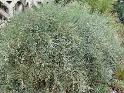 Ephedra equisetina Przęśl skrzypowata C2/30-40cm *K14w8