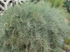 Ephedra equisetina Przęśl skrzypowata C2/30-40cm *K14w8