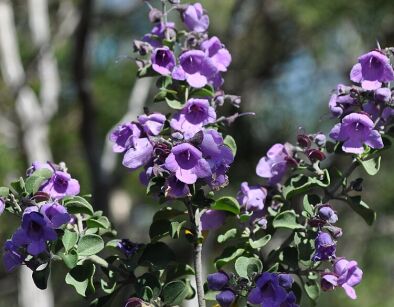 Prostanthera rotundifolia in.Miętowy krzew C2/20-30cm *G