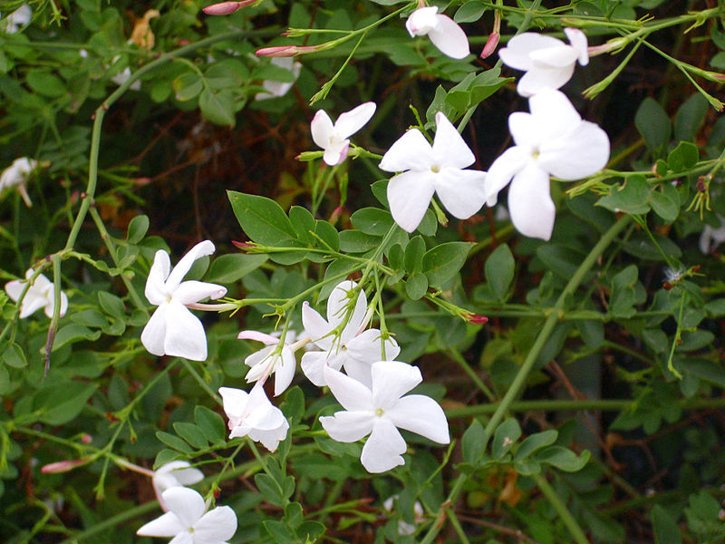 Jaśmin lekarski Jasminum officinale C2/80cm *K9