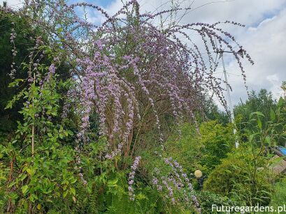 Budleja skrętolistna Buddleja alternifolia C5/80-100cm *T44