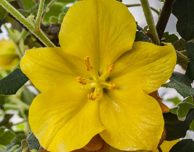Fremontia kalifornijska CALIFORNIA GLORY in. Flanelowy krzew Fremontodendron californicum C3/80cm *T21