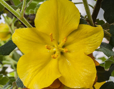 Fremontia kalifornijska CALIFORNIA GLORY in. Flanelowy krzew Fremontodendron californicum C3/80cm *T21