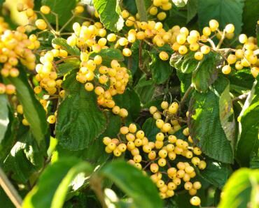 Kalina lipowa MICHAEL DODGE® K.szorstkowłosa Viburnum dilatatum C3/20-30cm *T1