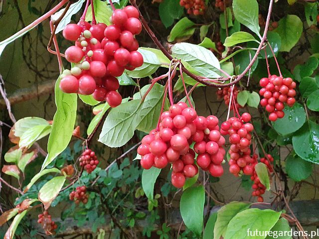 Cytryniec chiński  'SADOVA no 1' Schisandra chinensis C2/50cm