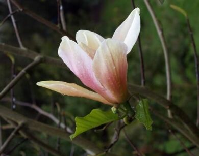 Magnolia kolumnowa MOON SPIRE C2/20-40cm *T61