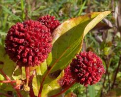 Guzikowiec zachodni FIBER OPTICS Cephalanthus occidentalis C4-C5/40-60cm *K15