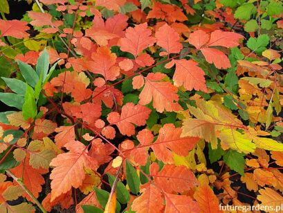 Mydleniec wiechowaty ORANGE LANTERN Roztrzeplin Koelreuteria paniculata C2/10-15cm *K9