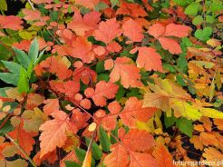Mydleniec wiechowaty ORANGE LANTERN Roztrzeplin Koelreuteria paniculata C2/20-30cm *T5