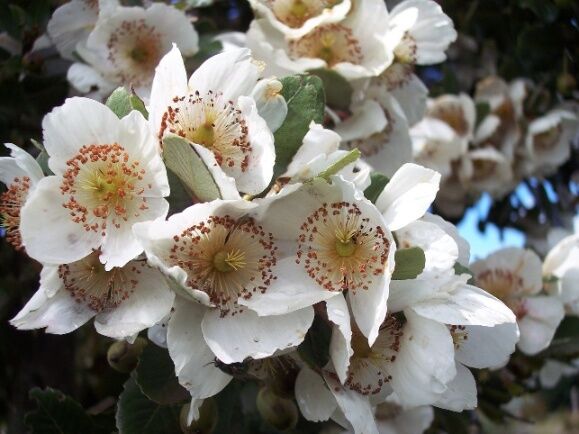 Eucryphia nymansensis NYMANSAY C3/1,6m *K14