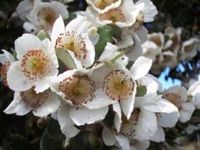 Eucryphia nymansensis NYMANSAY C3/1,6m *K14
