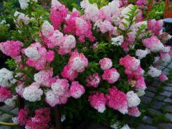 Hortensja bukietowa 'Renhy' VANILLE FRAISE Hydrangea paniculata /C5 *K18