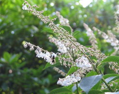 Clethra delavayi Orszelina C2/50cm *K11