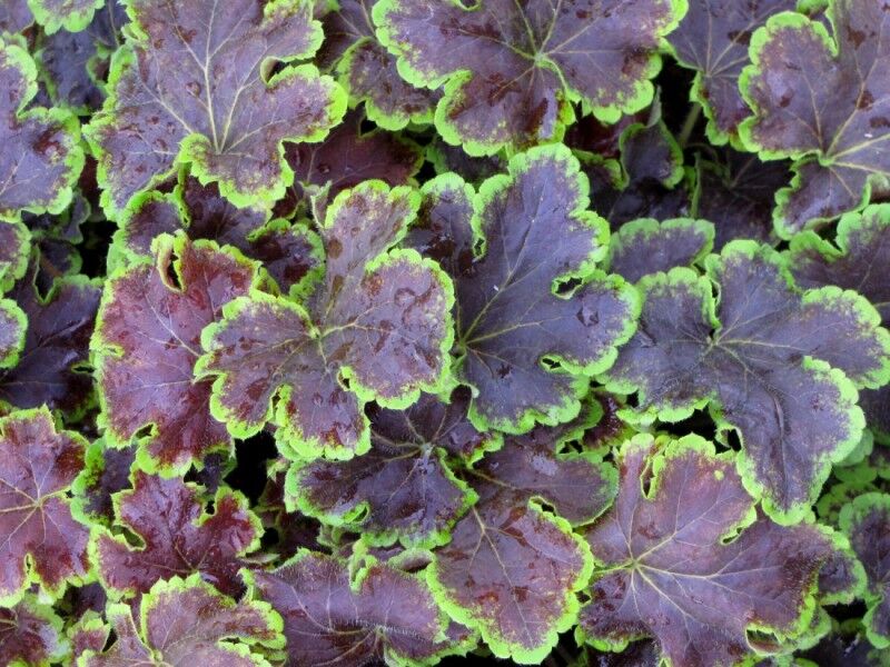 Żurawka SOLAR ECLIPSE  Heuchera  