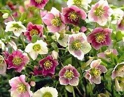 Ciemiernik orientalny Helleborus orientalis /C2 *K25