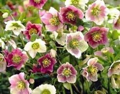  Ciemiernik orientalny Helleborus orientalis /C2 *K25