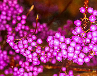 Pięknotka Bodiniera IMPERIAL PEARL Callicarpa bodinieri C5/30-40cm *44T