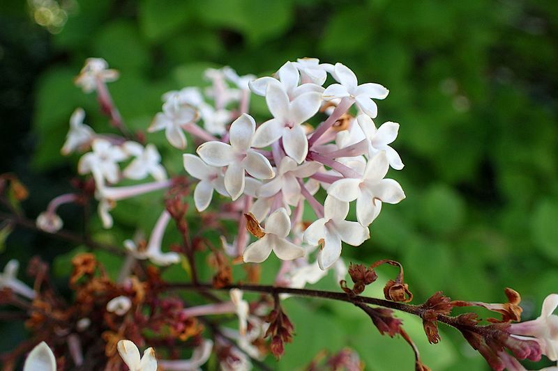 Lilak drobnolistny SUPERBA Syringa microphylla C10/1,5m *22