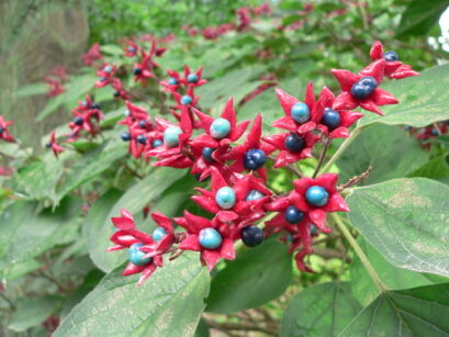 Szczęślin późny Clerodendrum trichotomum C2/30-40cm *T2