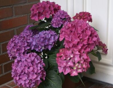 Hydrangea macrophylla HOBERGINE Hortensja ogrodowa /C3 *K15w15