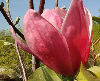 Magnolia ROSE MARIE C2/20-30cm *21T