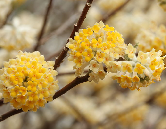 Edgewortia papierodajna GRANDIFLORA Edgeworthia chryzantha C1,5/30cm *K8