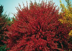 Żarnowiec BOSKOOP RUBY na PNIU Cytisus C5/Pa60(100)cm *K9