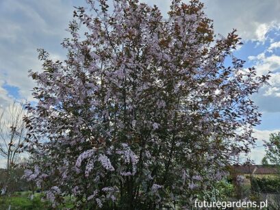 Czeremcha pospolita COLORATA Prunus padus C5/1,2-1,4m *K20
