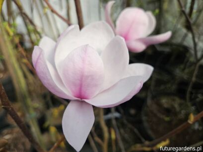 Magnolia denudata Festirose® („Minfor”) C5/80-120cm *TL