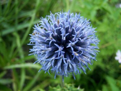 Przegorzan niebieski - 1 g  Echinops 