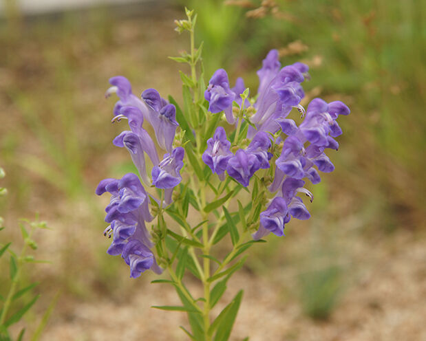 Tarczyca bajkalska Scutellaria baicalensis /P9 *K7