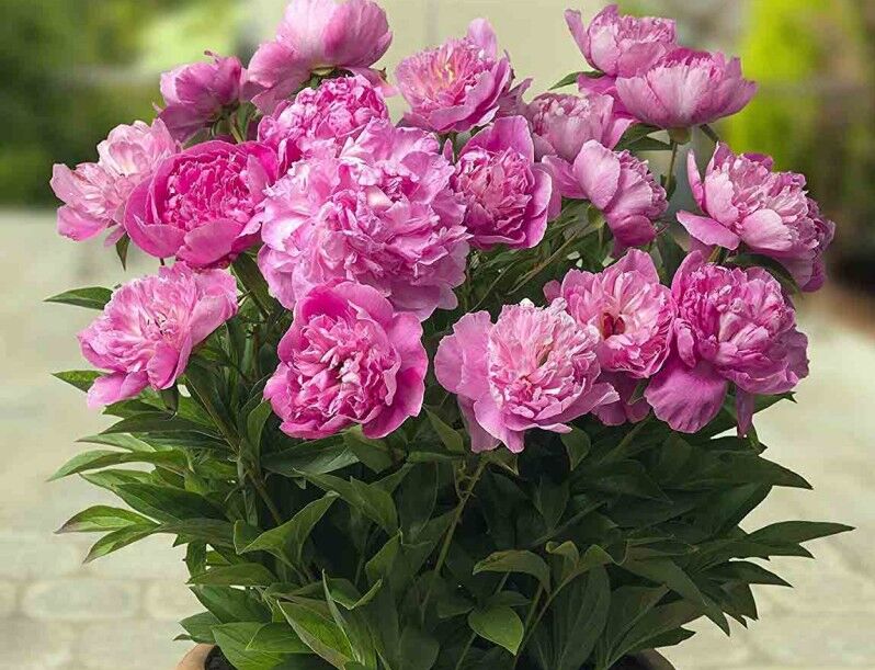 Piwonia karłowa ROME® Paeonia/C4