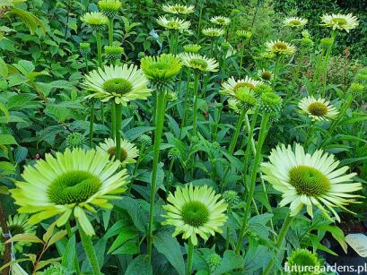 Jeżówka GREEN JEWEL Echinacea /C1,5 *7F