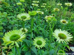 Jeżówka GREEN JEWEL Echinacea /C1,5 *7F