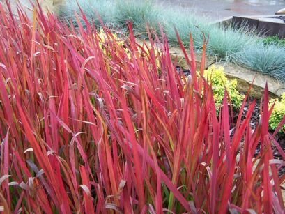 Czerwona trawa RED BARON Imperata cylindrica /C2 *K26