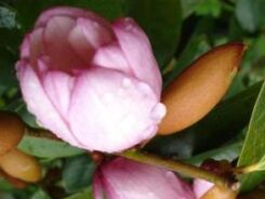 Magnolia zimozielona FAIRY MAGNOLIA® BLUSH C3/40-50cm *T36