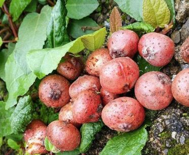 Figa płożąca Ficus tikoua /P11 *K15