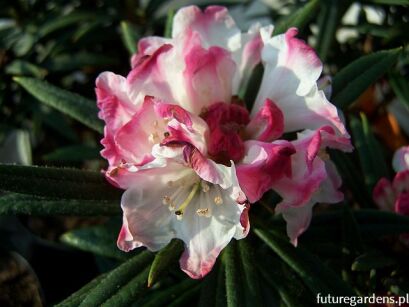 Rhododendron roxieanum var. oreonastes Tybetańska azalia C5/30cm *K10