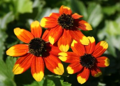 Rudbekia trójklapowa PRAIRIE GLOW Rudbeckia triloba /C2 *K3