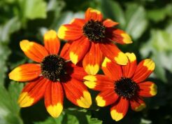 Rudbekia trójklapowa PRAIRIE GLOW Rudbeckia triloba /C2 *K3