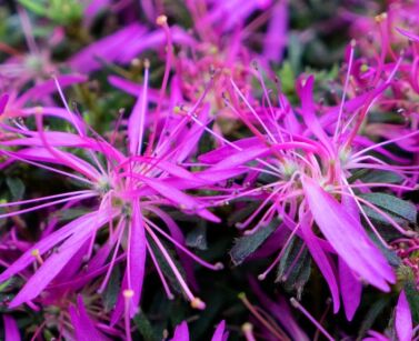 Azalia STARSTYLE® LILAC Rhododendron P10,5/10-20cm *K15