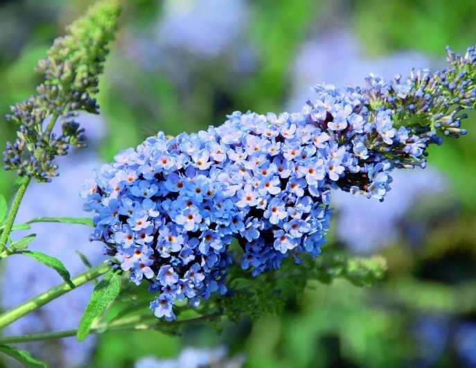 Budleja karłowa BUZZ SKY BLUE® Buddleja /C2,5