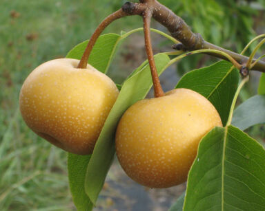 Grusza azjatycka CHOJURO Pyrus pyrifolia Nashi C10/1,6-1,8m