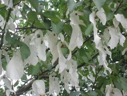 Davidia chińska in.Chusteczkowe drzewo Davidia involucrata C5/1,2-1,4m *TL